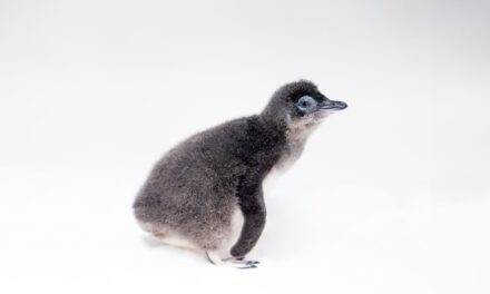 First Little Blue Penguin hatched at Birch Aquarium