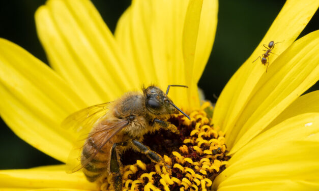 Springtime buzz: Tips to avoid bee stings