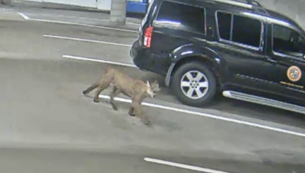 Mountain lion killed in vehicle collision in Oceanside