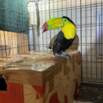 CBP detains woman who tried to smuggle toucan,  parrots at Tecate Port of Entry