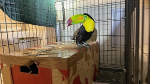 CBP detains woman who tried to smuggle toucan,  parrots at Tecate Port of Entry