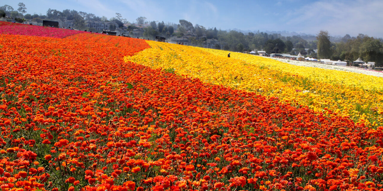The Flower Field at Carlsbad Ranch opens to the public