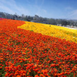 The Flower Field at Carlsbad Ranch opens to the public