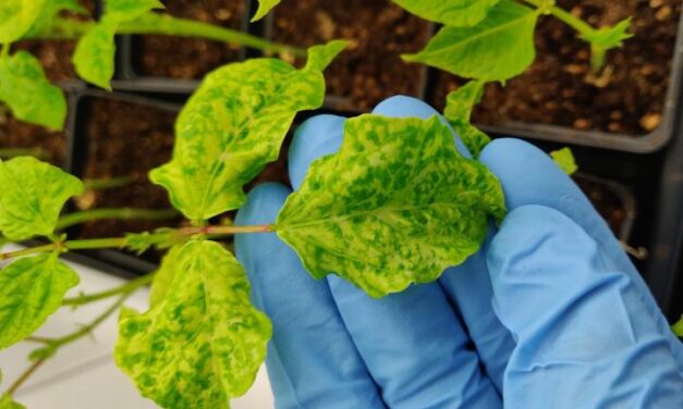 Plant virus treatment shows promise in fighting metastatic cancers in mice