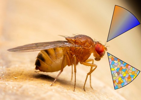Detecting odors on the edge: Researchers decipher how insects smell more with less