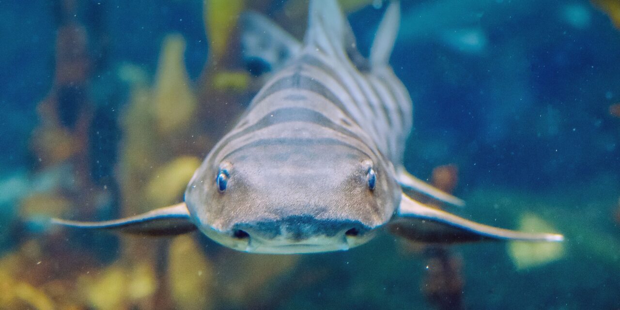 Birch Aquarium unveils Shark Summer exhibit