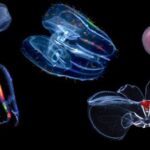 Under pressure: How comb Jellies have adapted to life at the bottom of the ocean