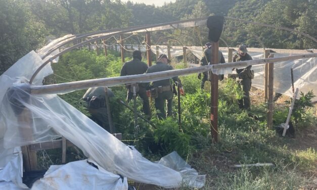 CA has confiscated over $120 million in illegal cannabis since January