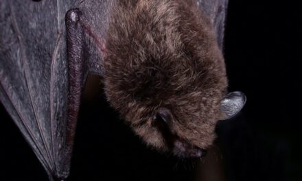County issues rabies warning after infected bat found in Oceanside