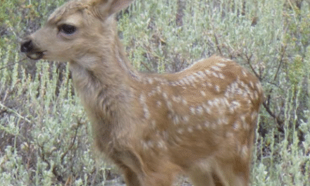 Kids explore nature with games at Alta Vista Botanical Gardens
