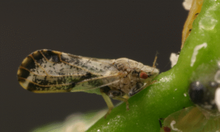 New citrus quarantine declared in North County