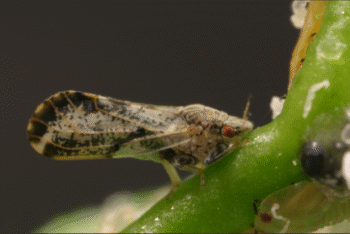 New citrus quarantine declared in North County