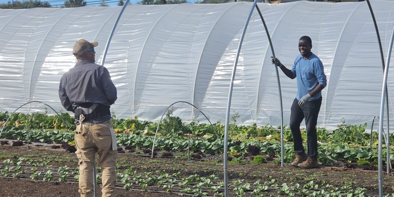 Navore Market launches first online marketplace for local farmers