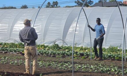 Navore Market launches first online marketplace for local farmers