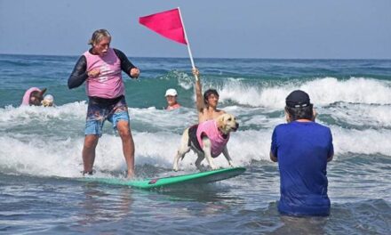 Surf dog competition rides into Del Mar