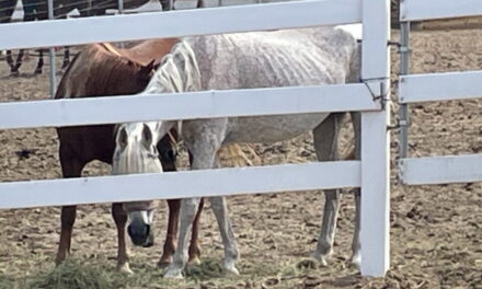 County Animal Services seize horses from local ranch