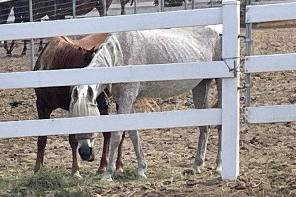 County Animal Services seize horses from local ranch