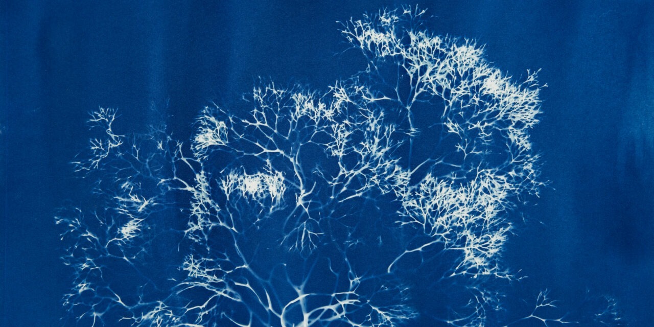 Catalina Museum unveils The Blue Forest by local marine artist