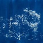 Catalina Museum unveils The Blue Forest by local marine artist