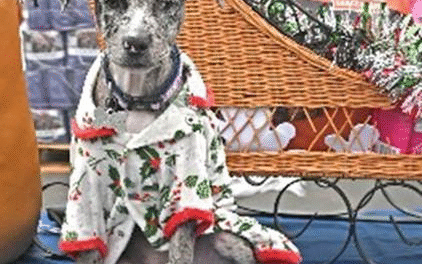 Home 4 the Holidays campaign launches shelter support