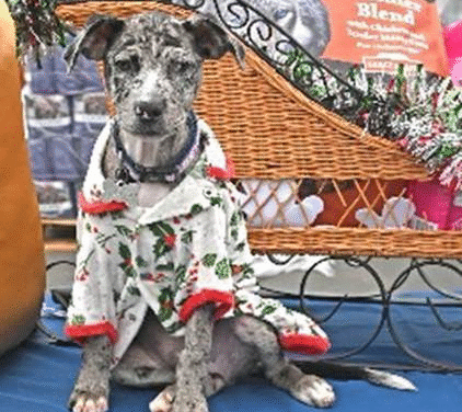 Home 4 the Holidays campaign launches shelter support