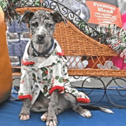 Home 4 the Holidays campaign launches shelter support