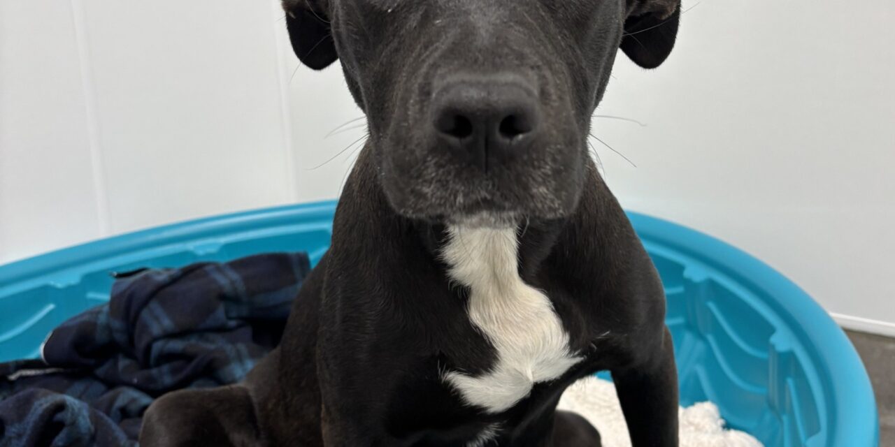 Orphaned mother dog, puppies find home with celebrity help