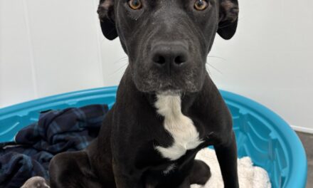 Orphaned mother dog, puppies find home with celebrity help
