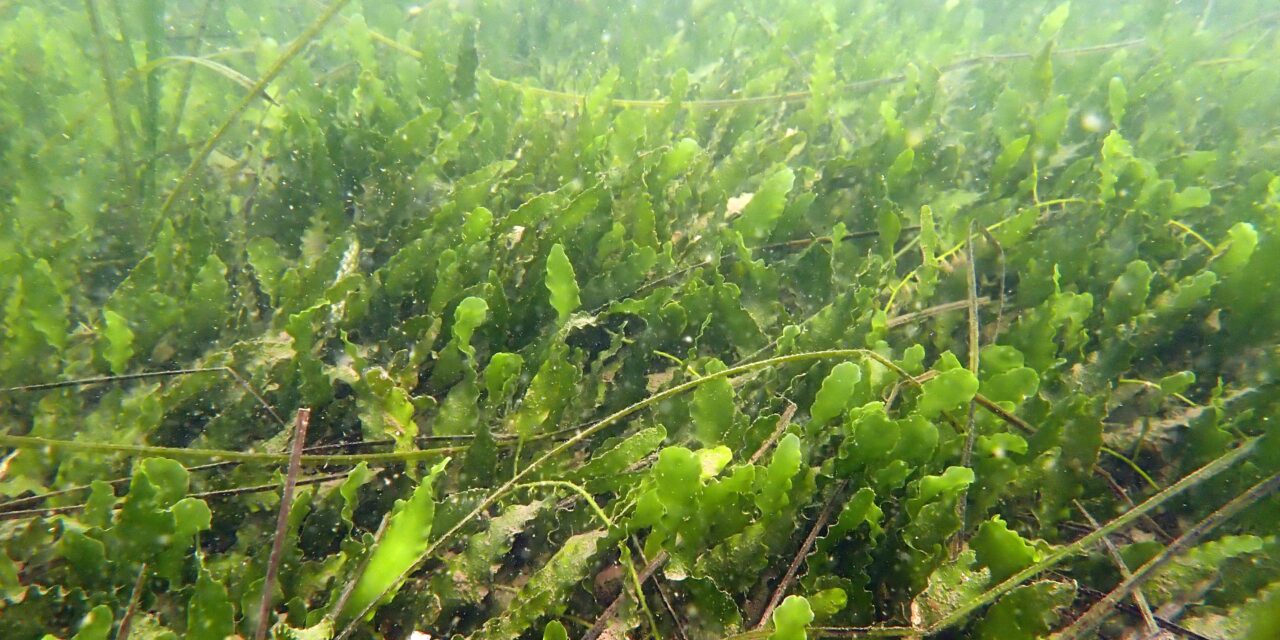 Port of San Diego receives $200,000 grant to fight invasive alga