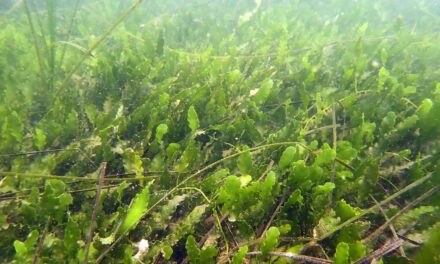 Port of San Diego receives $200,000 grant to fight invasive alga