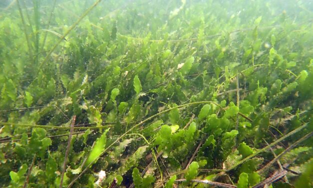Port of San Diego receives $200,000 grant to fight invasive alga