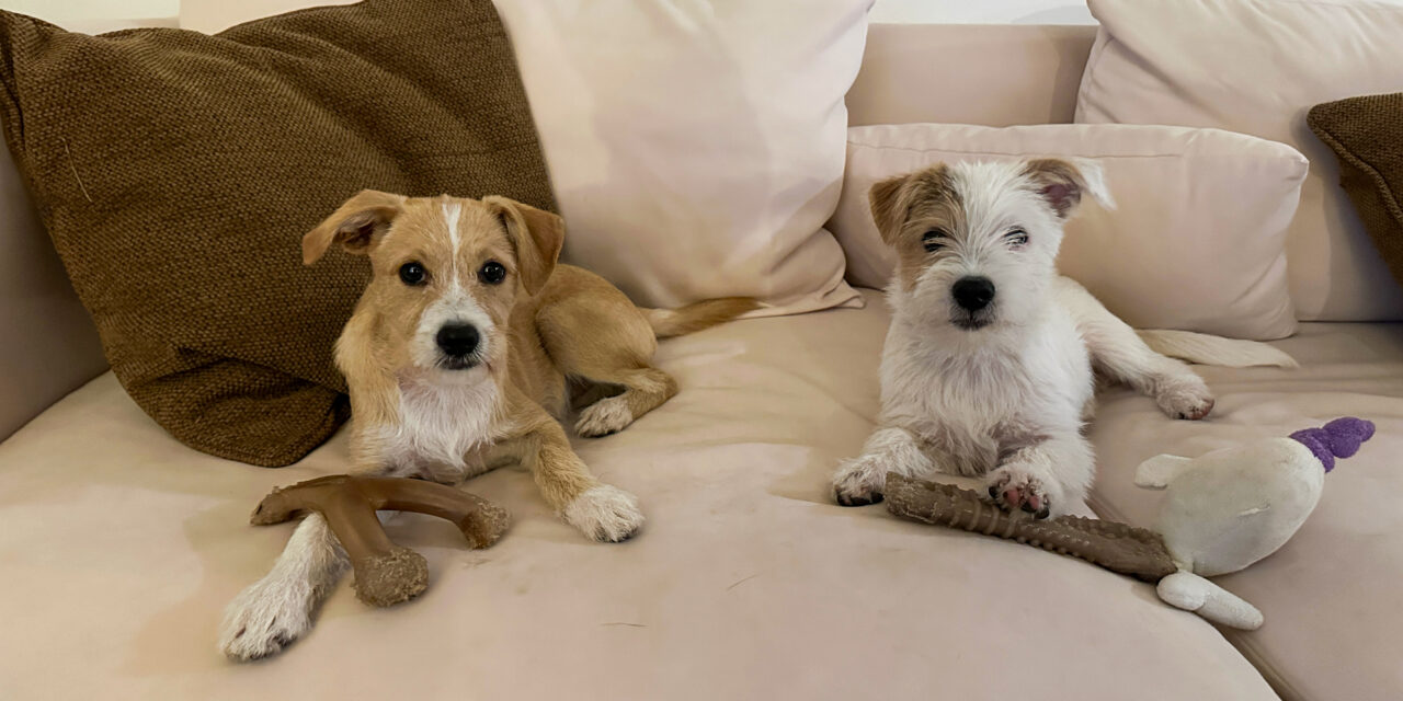 Helen Woodward Animal Center’s Leo and Remy headed to Puppy Bowl