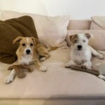 Helen Woodward Animal Center’s Leo and Remy headed to Puppy Bowl