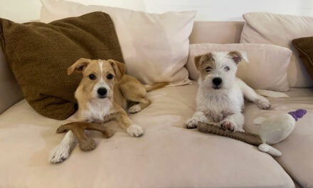 Helen Woodward Animal Center’s Leo and Remy headed to Puppy Bowl