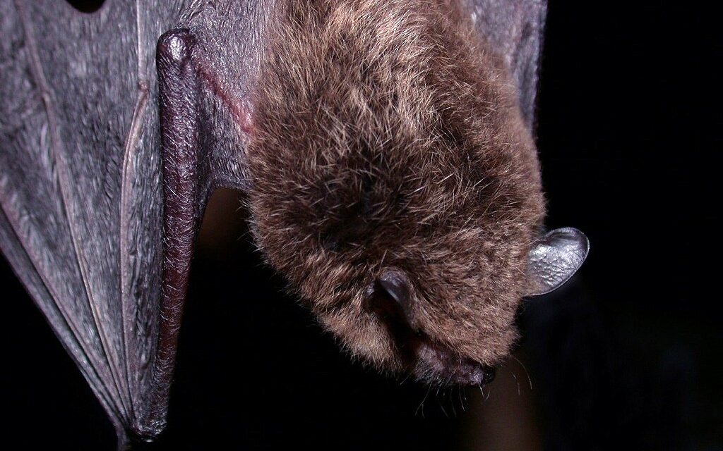 Rabies exposure possible after two bats test positive in Escondido