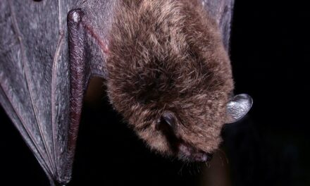 Rabies exposure possible after two bats test positive in Escondido