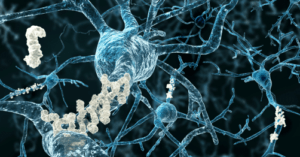 Why some brains with Alzheimer’s stay sharp