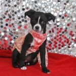 Hollywood Beauty Awards highlights the beauty of rescues
