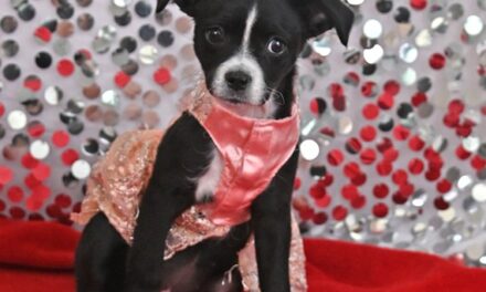Hollywood Beauty Awards highlights the beauty of rescues