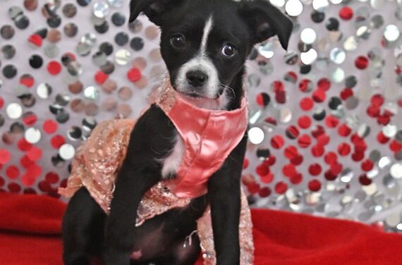 Hollywood Beauty Awards highlights the beauty of rescues