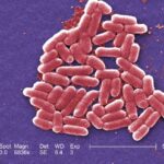 County Health urge medical attention amid E. coli outbreak
