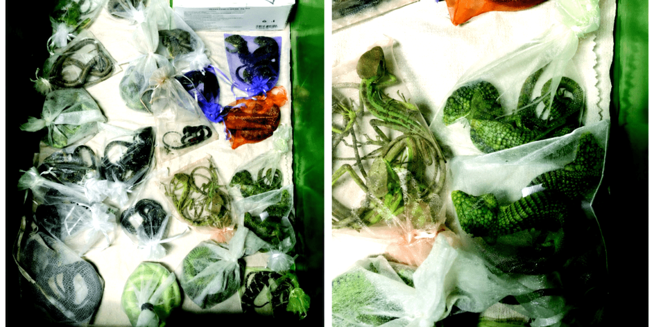 California man jailed for smuggling 1,700 animals into U.S.