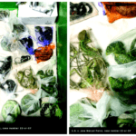 California man jailed for smuggling 1,700 animals into U.S.