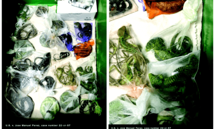 California man jailed for smuggling 1,700 animals into U.S.
