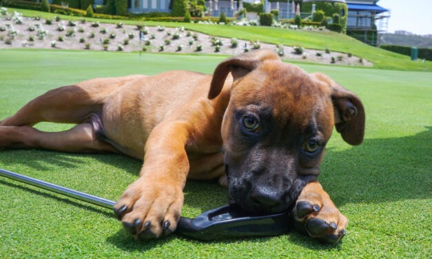Rancho Coastal Humane Society to host golf tournament 