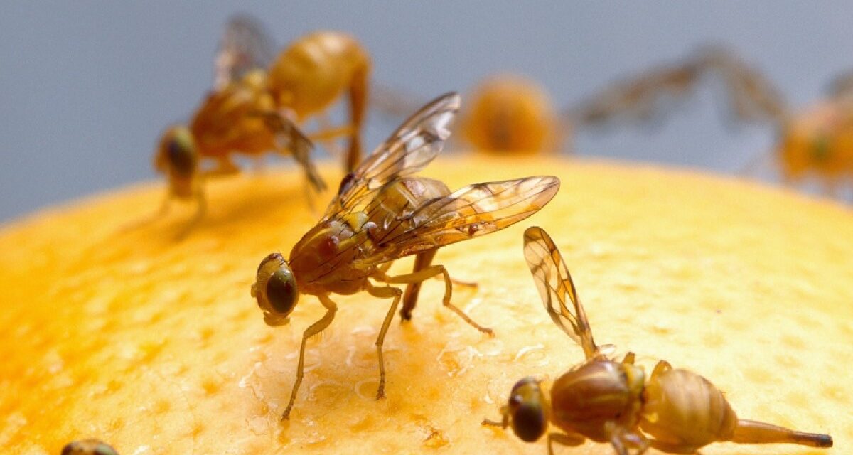 Mexican fruit fly quarantine expanded in San Diego County
