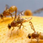 Mexican fruit fly quarantine expanded in San Diego County
