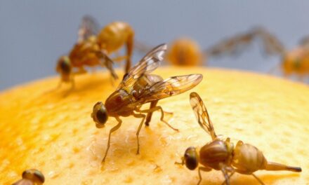 Mexican fruit fly quarantine expanded in San Diego County