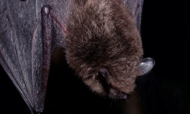 County health officials warn of rising rabies cases in local bats