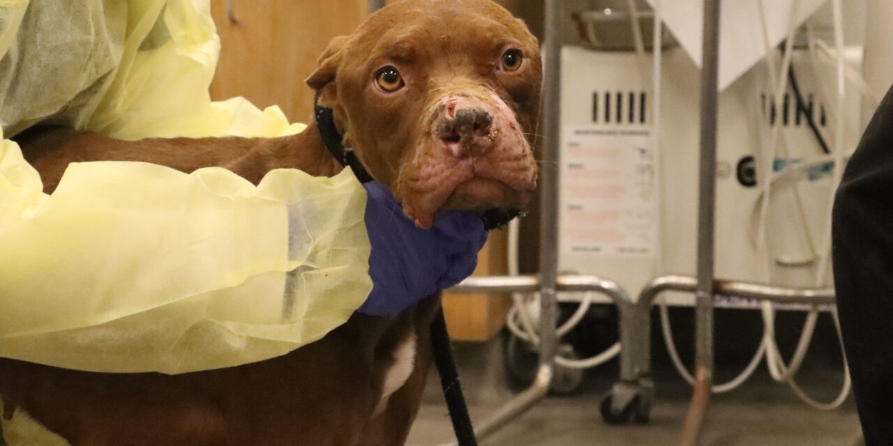 Helen Woodward Animal Center marks 54 years with Day of Giving